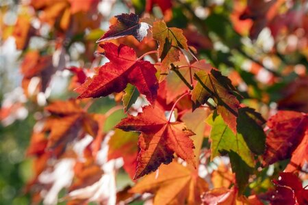 Acer rubrum 'Brandywine' 8-10 Hoogstam draadkluit - afbeelding 2