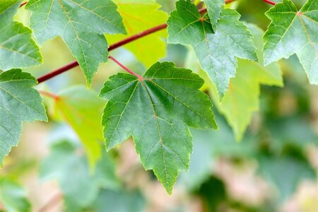 Acer rubrum Fairview Flame 6-8 Hoogstam wortelgoed - afbeelding 2