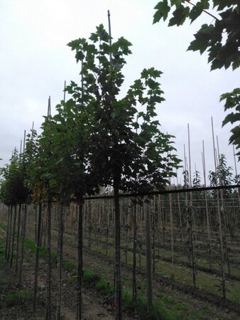 Acer rubrum 'October Glory' 10-12 Hoogstam wortelgoed - afbeelding 5