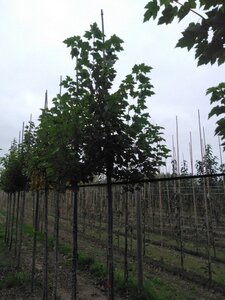 Acer rubrum 'October Glory' 10-12 Hoogstam wortelgoed - afbeelding 5
