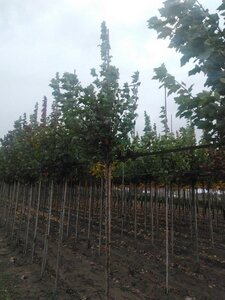 Acer rubrum 'October Glory' 10-12 Hoogstam wortelgoed - afbeelding 6