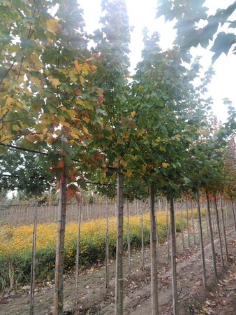 Acer rubrum 'October Glory' 12-14 Hoogstam wortelgoed 2 X verplant - afbeelding 5