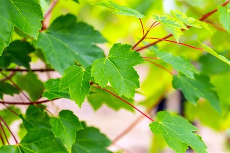Acer rubrum 'October Glory' 12-14 Hoogstam wortelgoed 2 X verplant - afbeelding 1