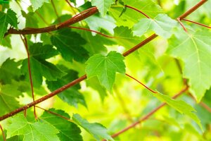 Acer rubrum 'October Glory' 12-14 Hoogstam wortelgoed 2 X verplant - afbeelding 2