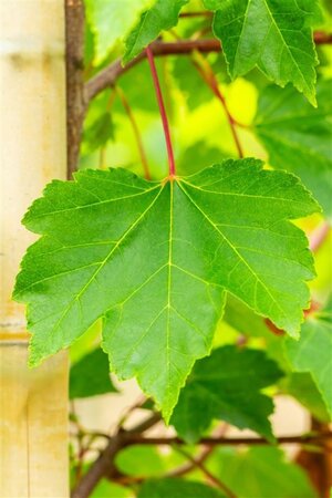 Acer rubrum 'October Glory' 12-14 Hoogstam wortelgoed 2 X verplant - afbeelding 3