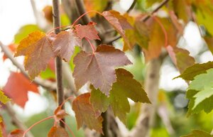 Acer rubrum 'October Glory' 12-14 Hoogstam wortelgoed 2 X verplant - afbeelding 4