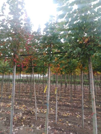 Acer rubrum 'October Glory' 6-8 Hoogstam wortelgoed - afbeelding 4
