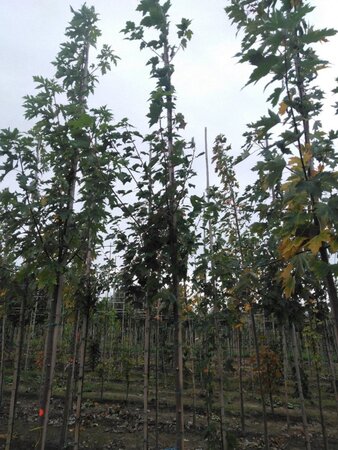 Acer rubrum 'October Glory' 6-8 Hoogstam wortelgoed - afbeelding 3