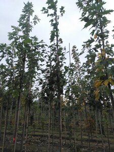 Acer rubrum 'October Glory' 6-8 Hoogstam wortelgoed - afbeelding 3