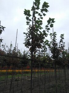 Acer rubrum 'October Glory' 6-8 Hoogstam wortelgoed - afbeelding 5