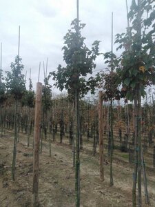 Acer rubrum 'October Glory' 8-10 Hoogstam wortelgoed - afbeelding 5