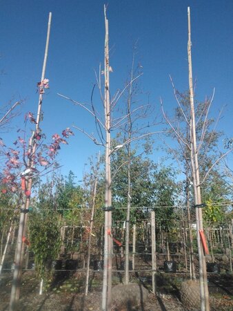 Acer rubrum 'Scanlon' 10-12 Hoogstam draadkluit - afbeelding 2