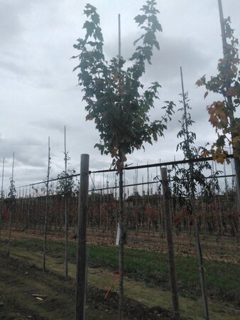 Acer rubrum 'Scanlon' 10-12 Hoogstam wortelgoed - afbeelding 3