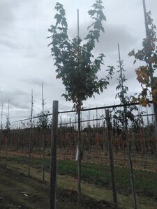 Acer rubrum 'Scanlon' 10-12 Hoogstam wortelgoed - afbeelding 3