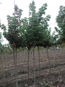 Acer rubrum 'Scanlon' 10-12 Hoogstam wortelgoed - afbeelding 4