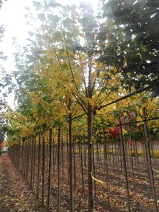 Acer rubrum 'Scanlon' 10-12 Hoogstam wortelgoed - afbeelding 6