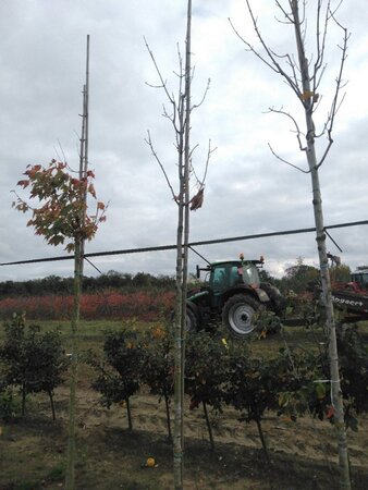Acer rubrum 'Scanlon' 10-12 Hoogstam wortelgoed - afbeelding 7