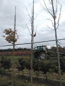 Acer rubrum 'Scanlon' 10-12 Hoogstam wortelgoed - afbeelding 7