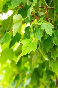 Acer rubrum 'Scanlon' 10-12 Hoogstam wortelgoed - afbeelding 1