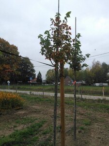 Acer rubrum 'Scanlon' 10-12 Hoogstam wortelgoed - afbeelding 5