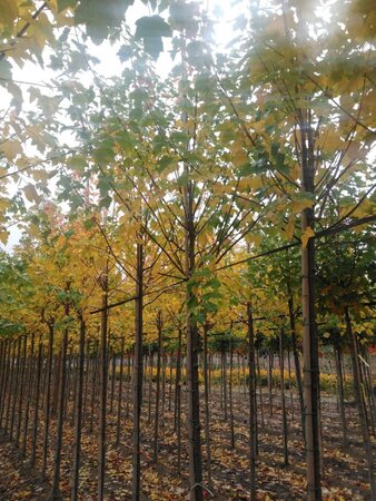 Acer rubrum 'Scanlon' 12-14 Hoogstam wortelgoed 2 X verplant - afbeelding 2