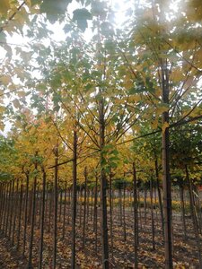 Acer rubrum 'Scanlon' 12-14 Hoogstam wortelgoed 2 X verplant - afbeelding 2