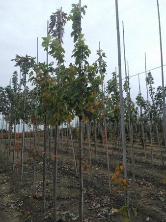Acer rubrum 'Scanlon' 6-8 Hoogstam wortelgoed - afbeelding 6