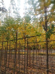 Acer rubrum 'Scanlon' 6-8 Hoogstam wortelgoed - afbeelding 5