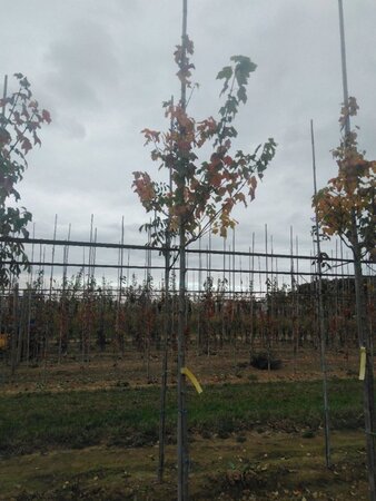 Acer rubrum 'Scanlon' 6-8 Hoogstam wortelgoed - afbeelding 7