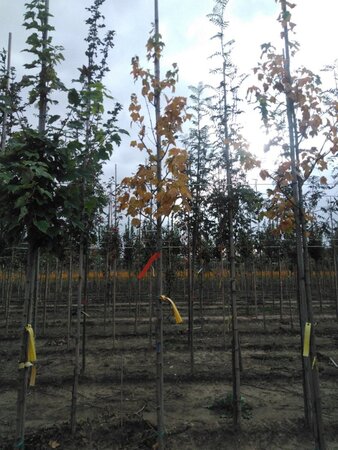 Acer rubrum 'Scanlon' 6-8 Hoogstam wortelgoed - afbeelding 3