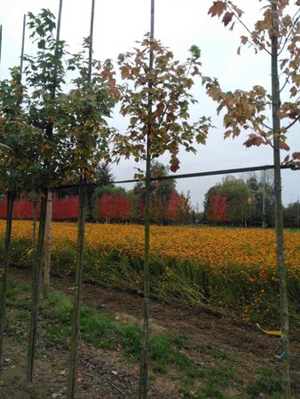 Acer rubrum 'Scanlon' 6-8 Hoogstam wortelgoed - afbeelding 4