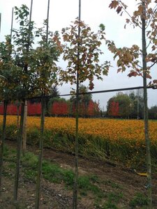 Acer rubrum 'Scanlon' 6-8 Hoogstam wortelgoed - afbeelding 4