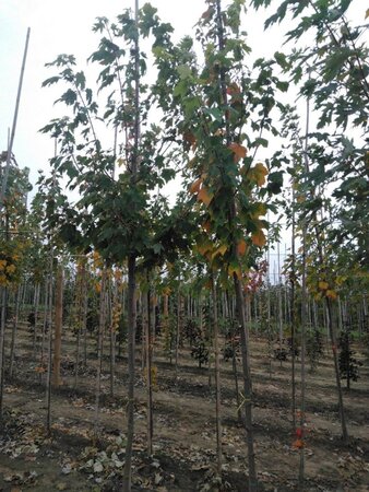 Acer rubrum 'Scanlon' 8-10 Hoogstam wortelgoed - afbeelding 6