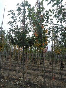 Acer rubrum 'Scanlon' 8-10 Hoogstam wortelgoed - afbeelding 6