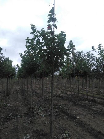 Acer rubrum 'Scanlon' 8-10 Hoogstam wortelgoed - afbeelding 7