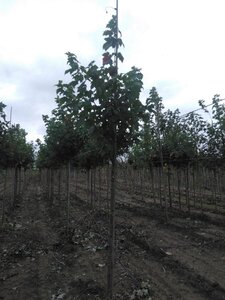 Acer rubrum 'Scanlon' 8-10 Hoogstam wortelgoed - afbeelding 7