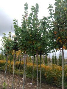 Acer rubrum 'Scanlon' 8-10 Hoogstam wortelgoed - afbeelding 4