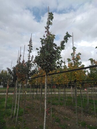 Acer rubrum 'Summer Red' 10-12 Hoogstam wortelgoed - afbeelding 8