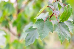 Acer rubrum 'Summer Red' 10-12 Hoogstam wortelgoed - afbeelding 2