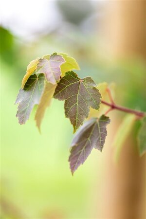 Acer rubrum 'Summer Red' 10-12 Hoogstam wortelgoed - afbeelding 3