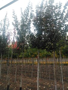 Acer rubrum 'Summer Red' 10-12 Hoogstam wortelgoed - afbeelding 7