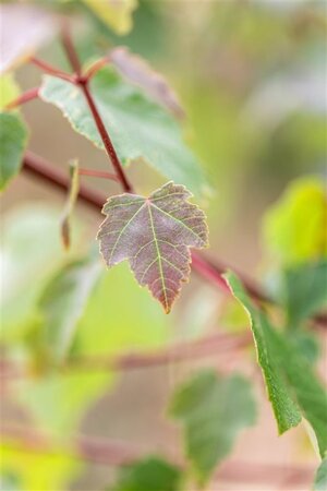 Acer rubrum 'Summer Red' 10-12 Hoogstam wortelgoed - afbeelding 4