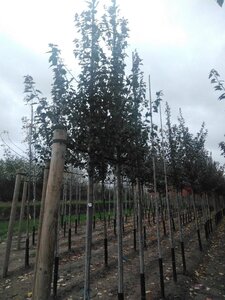 Acer rubrum 'Summer Red' 6-8 Hoogstam wortelgoed - afbeelding 7