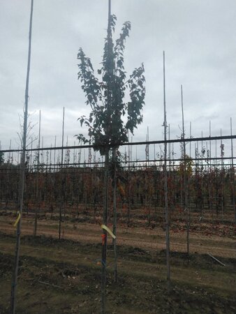 Acer rubrum 'Summer Red' 6-8 Hoogstam wortelgoed - afbeelding 8