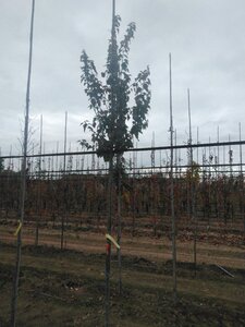 Acer rubrum 'Summer Red' 6-8 Hoogstam wortelgoed - afbeelding 8