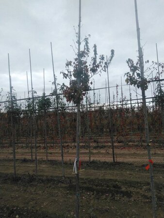 Acer rubrum 'Summer Red' 8-10 Hoogstam wortelgoed - afbeelding 3