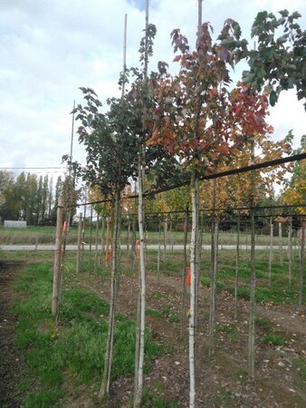 Acer rubrum 'Summer Red' 8-10 Hoogstam wortelgoed - afbeelding 2
