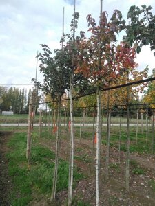 Acer rubrum 'Summer Red' 8-10 Hoogstam wortelgoed - afbeelding 2