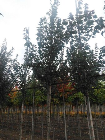 Acer rubrum 'Summer Red' 8-10 Hoogstam wortelgoed - afbeelding 4