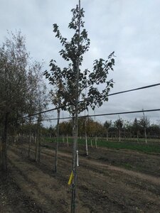 Acer rubrum 'Summer Red' 8-10 Hoogstam wortelgoed - afbeelding 10